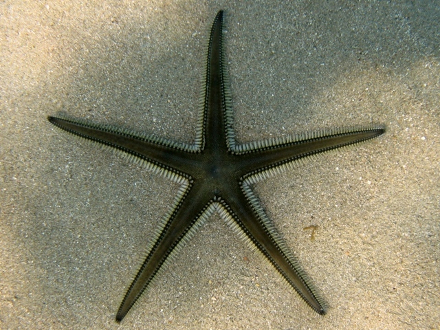 Astropecten bispinosus (Otto, 1823)